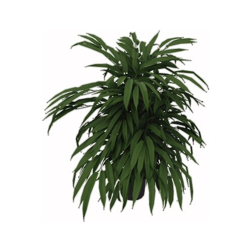 Zimmerpflanze Ficus