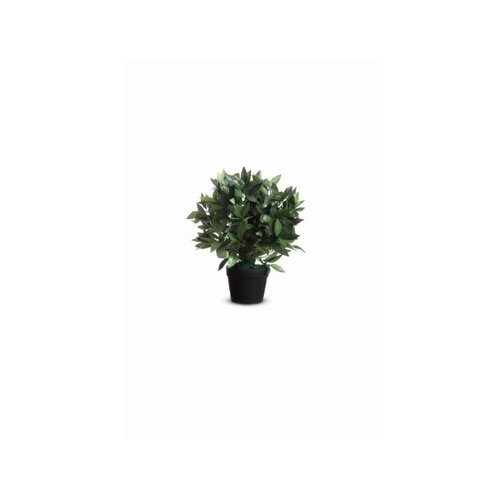 Paperflow Zimmerpflanze Loorbeerbaum