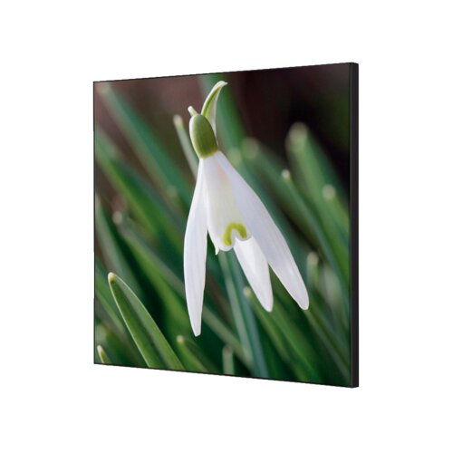Showdown® Displays Dekobild 40 x 40 cm (B x H) Weiße Blume Schneeglöckchen