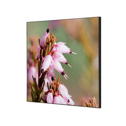 Showdown® Displays Dekobild 40 x 40 cm (B x H) Pinke Blume Erica
