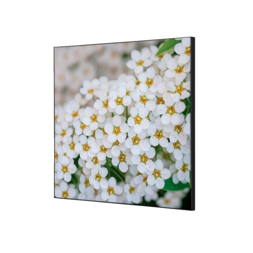 Showdown® Displays Dekobild 40 x 40 cm (B x H) Weiße Blume Spirea