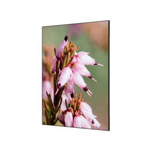 Showdown® Displays Dekobild 84,1 x 59,4 cm (B x H) Pinke Blume Erica