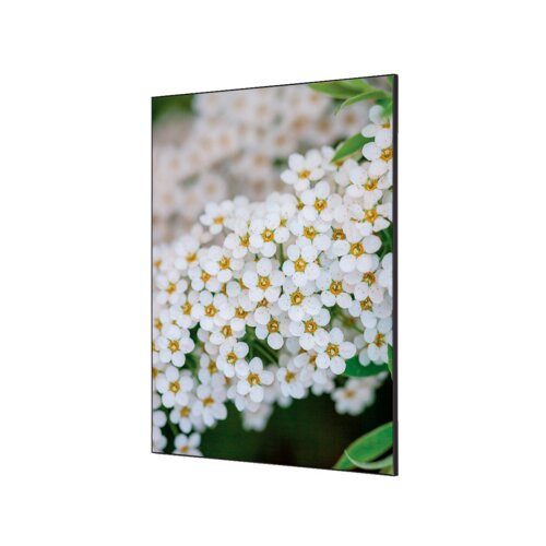 Showdown® Displays Dekobild 84,1 x 59,4 cm (B x H) Weiße Blume Spirea