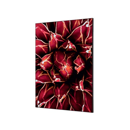 Showdown® Displays Dekobild 84,1 x 59,4 cm (B x H) Kaktus