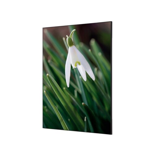 Showdown® Displays Dekobild 84,1 x 59,4 cm (B x H) Weiße Blume Schneeglöckchen