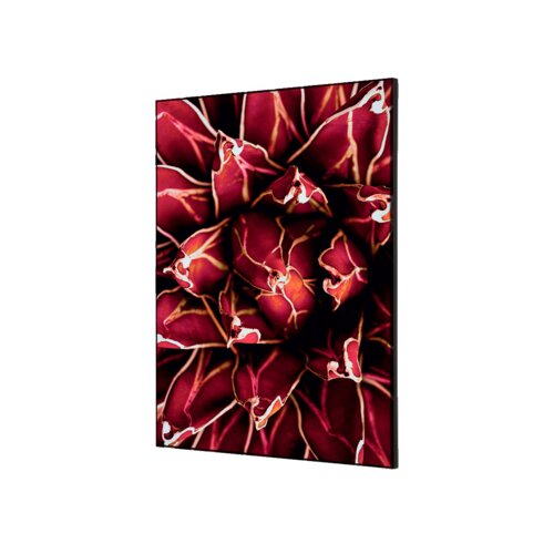 Showdown® Displays Dekobild 42 x 59,4 cm (B x H) Kaktus