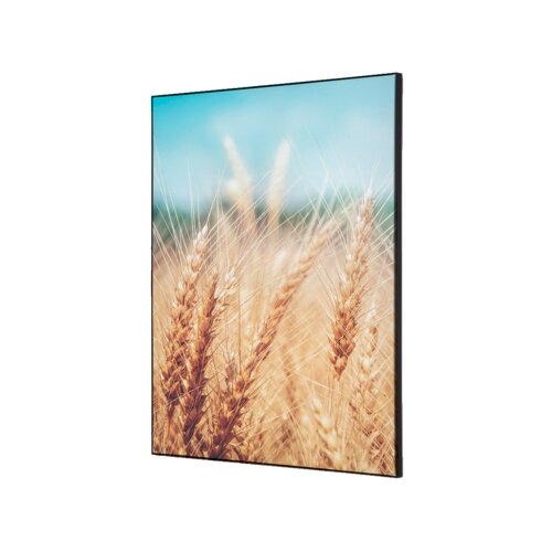 Showdown® Displays Dekobild 42 x 59,4 cm (B x H) Getreidefeld
