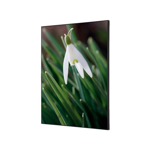 Showdown® Displays Dekobild 42 x 59,4 cm (B x H) Weiße Blume Schneeglöckchen