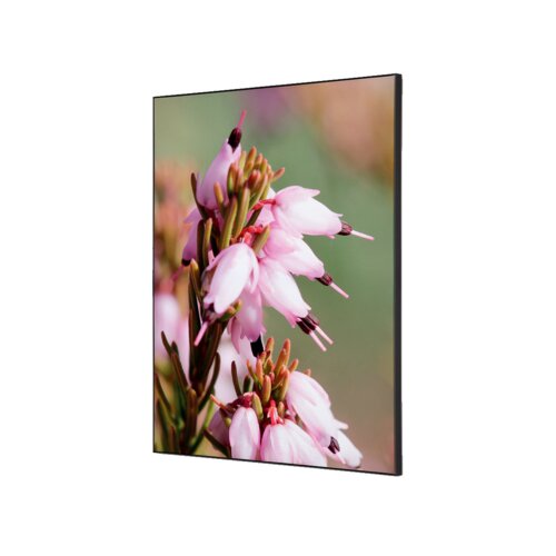 Showdown® Displays Dekobild 42 x 59,4 cm (B x H) Pinke Blume Erica
