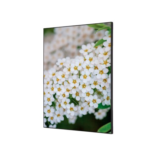 Showdown® Displays Dekobild 42 x 59,4 cm (B x H) Weiße Blume Spirea