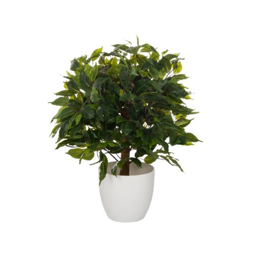 hjh OFFICE Zimmerpflanze Ficus II