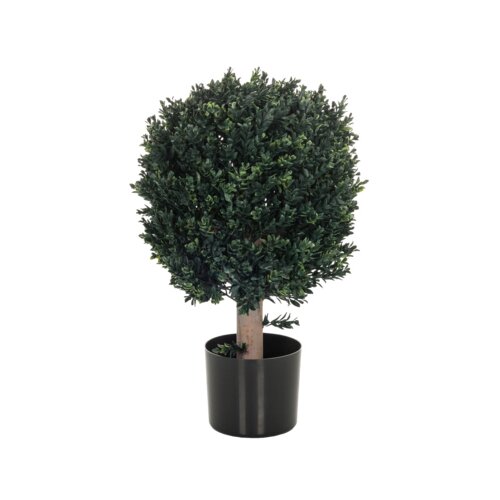 hjh OFFICE Zimmerpflanze Buxus