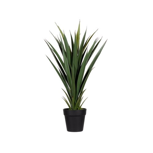 Paperflow Zimmerpflanze meet Yucca 60 cm