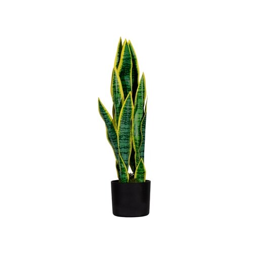 Paperflow Zimmerpflanze meet Sansevieria 65 cm