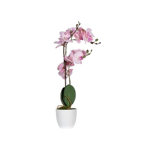 Paperflow Zimmerpflanze meet Orchidee 40 cm