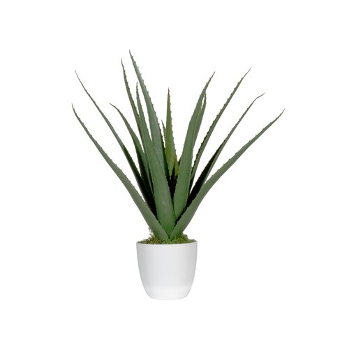 Paperflow Zimmerpflanze meet Aloe Vera 45 cm