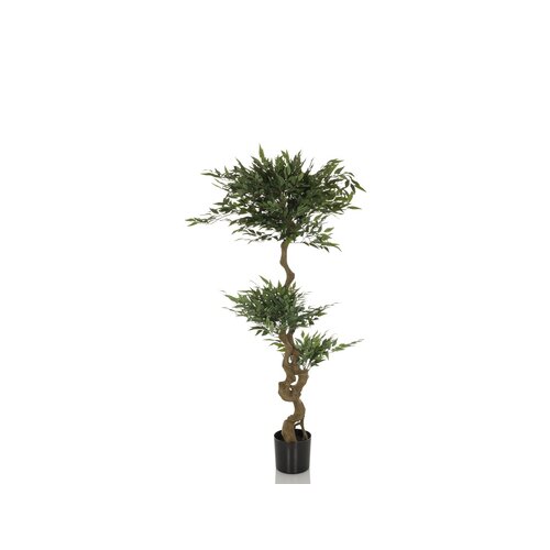 hjh OFFICE Zimmerpflanze Acacia