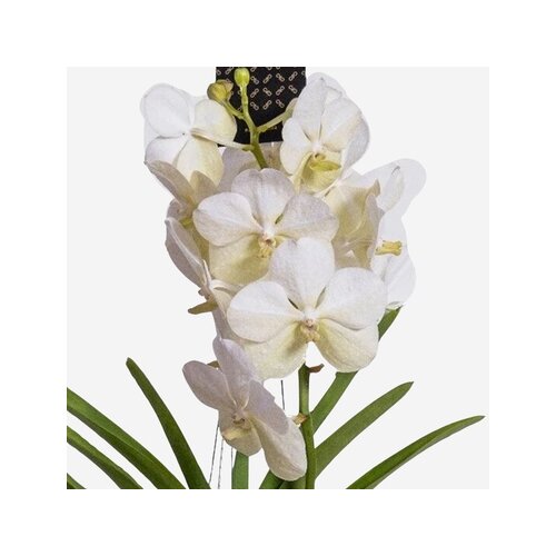 Zimmerpflanze Vanda Orchidee L, Neutralware