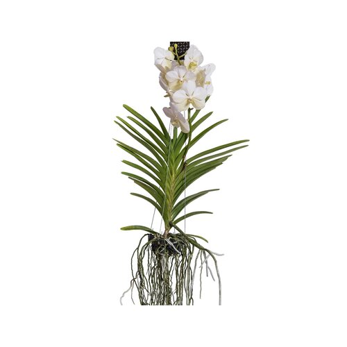 Zimmerpflanze Vanda Orchidee L