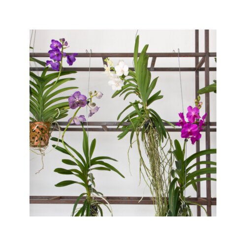 Zimmerpflanze Vanda Orchidee L, Neutralware