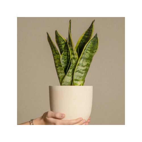 Zimmerpflanze Sansevieria Laurentii Schlangenpflanze, Neutralware