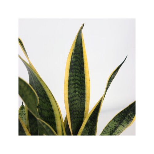 Zimmerpflanze Sansevieria Laurentii Schlangenpflanze, Neutralware