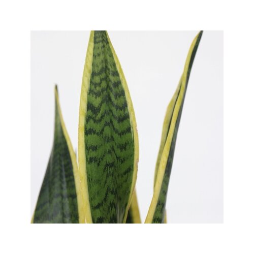 Zimmerpflanze Sansevieria Laurentii Schlangenpflanze, Neutralware