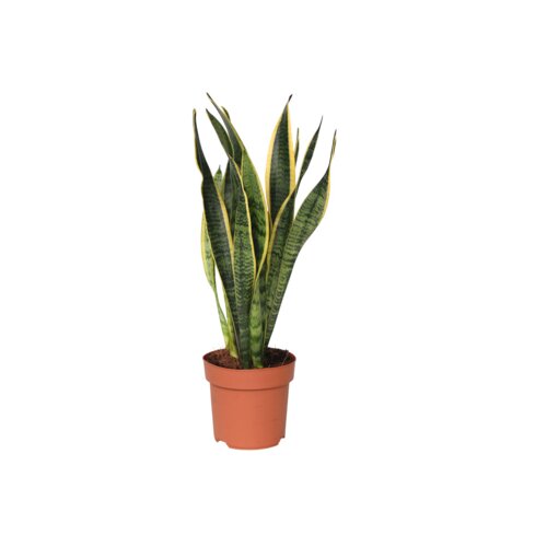 Zimmerpflanze Sansevieria Laurentii Schlangenpflanze