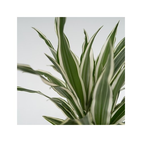 Zimmerpflanze Drachenbaum White Strips, Neutralware