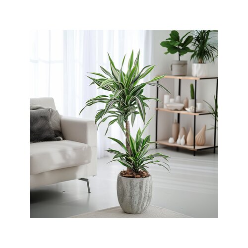 Zimmerpflanze Drachenbaum White Strips, Neutralware