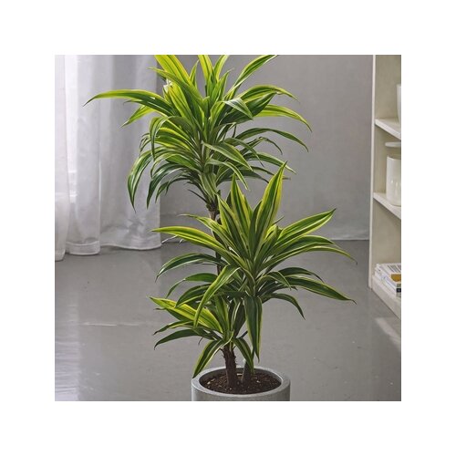 Zimmerpflanze Drachenbaum Lemon Lime, Neutralware