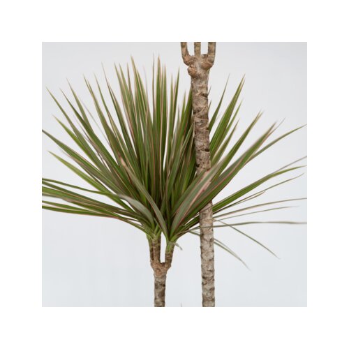 Zimmerpflanze Drachenbaum XL Bicolor, Neutralware