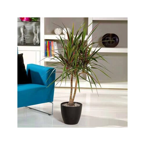 Zimmerpflanze Drachenbaum XL Bicolor, Neutralware