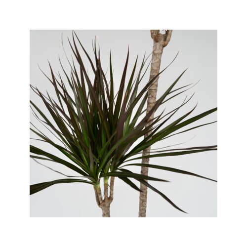 Zimmerpflanze Drachenbaum XL Marginata, Neutralware