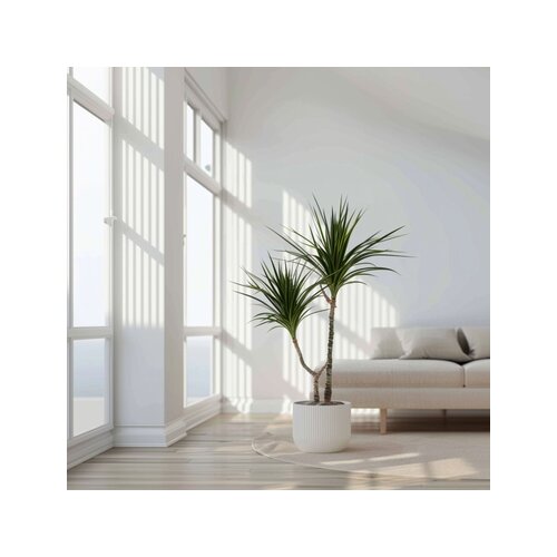 Zimmerpflanze Drachenbaum XL Marginata, Neutralware