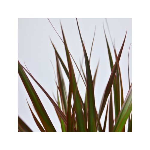 Zimmerpflanze Drachenbaum XL Magenta, Neutralware