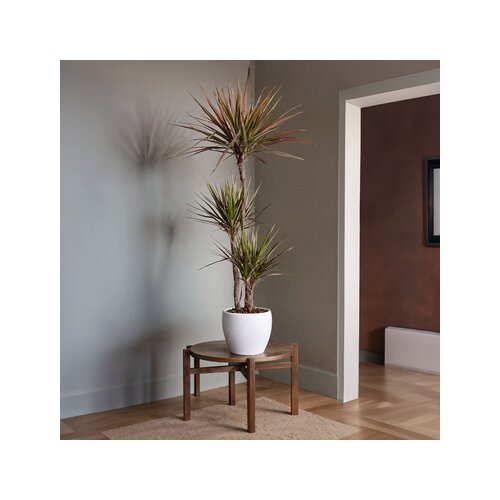 Zimmerpflanze Drachenbaum XL Magenta, Neutralware