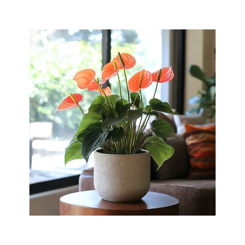Zimmerpflanze Flamingoblume Anthurium Madural Orange, Neutralware