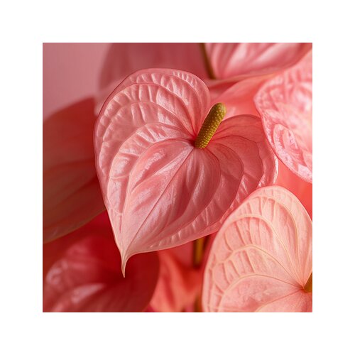 Zimmerpflanze Flamingoblume Anthurium Maine Pink, Neutralware