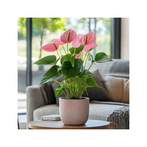 Zimmerpflanze Flamingoblume Anthurium Maine Pink, Neutralware