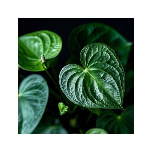 Zimmerpflanze Flamingoblume Anthurium Maine Pink, Neutralware