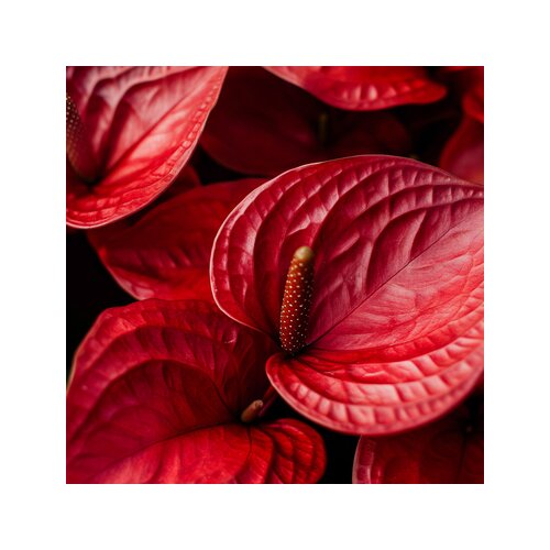 Zimmerpflanze Flamingoblume Anthurium Madural Red, Neutralware
