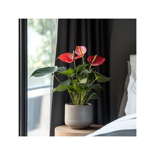 Zimmerpflanze Flamingoblume Anthurium Madural Red, Neutralware