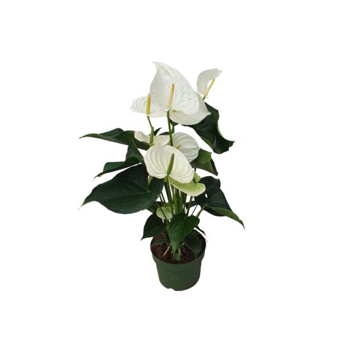Zimmerpflanze Flamingoblume Anthurium Alaska White