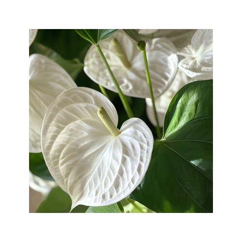 Zimmerpflanze Flamingoblume Anthurium Alaska White, Neutralware