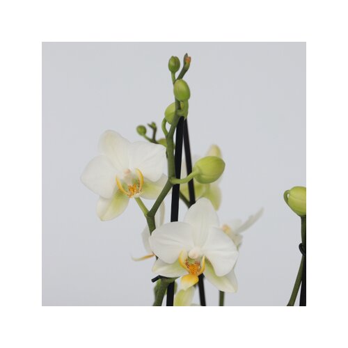 Zimmerpflanze Schmetterlingsorchidee Multi Phalaenopsis, Neutralware
