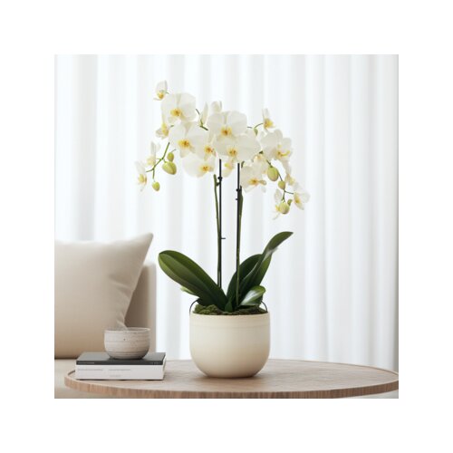 Zimmerpflanze Schmetterlingsorchidee Multi Phalaenopsis, Neutralware