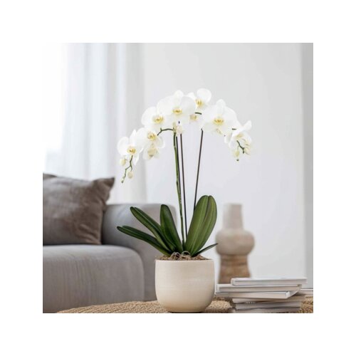Zimmerpflanze Schmetterlingsorchidee Phalaenopsis, Neutralware