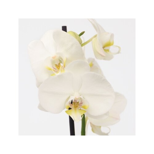 Zimmerpflanze Schmetterlingsorchidee Phalaenopsis, Neutralware