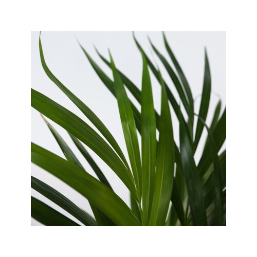 Zimmerpflanze Große Beaucarnea Elefantenfuß, Neutralware